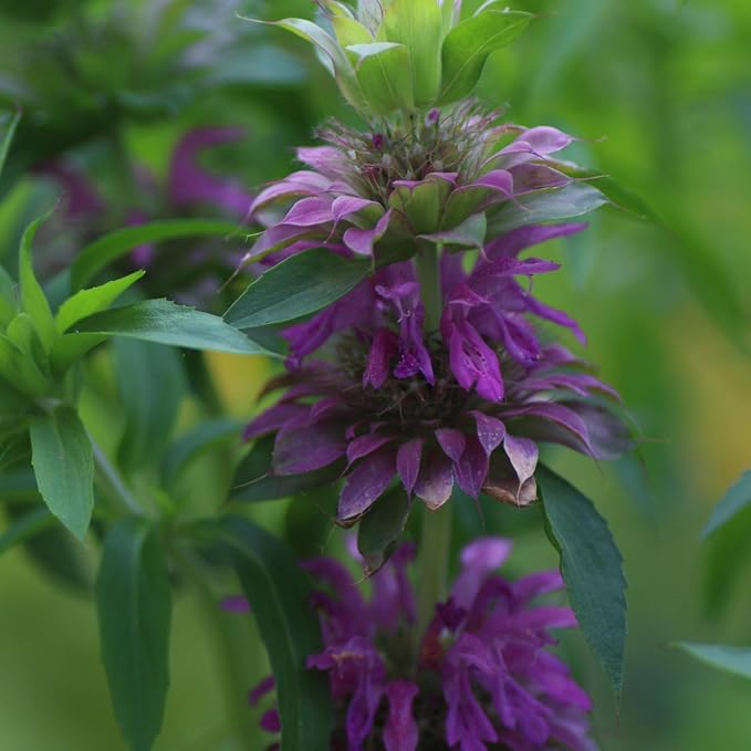 Seed Needs Lemon Mint Seeds to Plant Annual Heirloom Non-GMO Herbs 2 Packs