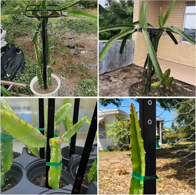 Yohsnor Dragon Fruit Trellis for Climbing Plants 50 * 12inches – Durable Metal Vertical Support Frame for Outdoor Gardens, Easy to Assemble, Stylish Design – Ideal Gift for Plant Enthusiasts