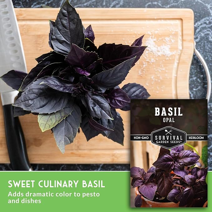 Opal Basil Seeds for Planting - Survival Garden Seeds (2 Pack) | Dark Purple, Nearly Black Leaves - Unique Herb Seed Variety - Heirloom, Non-GMO Herbs for Home Gardens