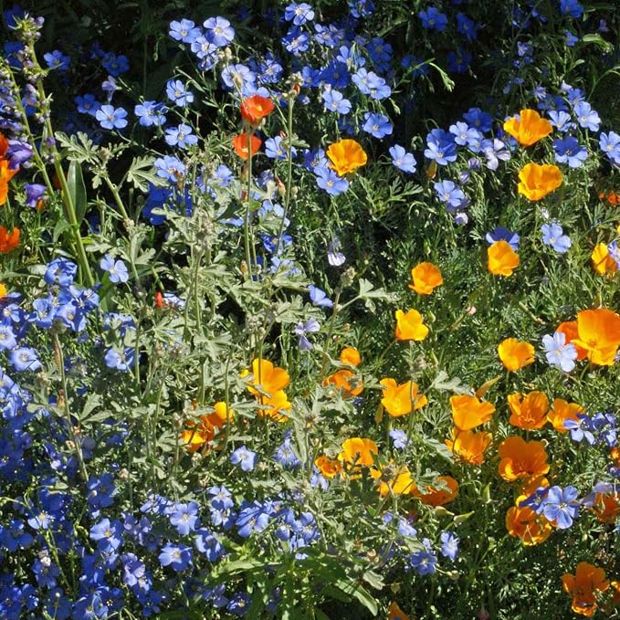 Eden Brothers Native Western Xeriscape Flower Seed Mix, 1oz, 16 Drought Tolerant Wild Flower Seed Varieties, 100% Pure No Fillers,Native Seeds for Planting Outdoors,Attracts Pollinators & Hummingbirds