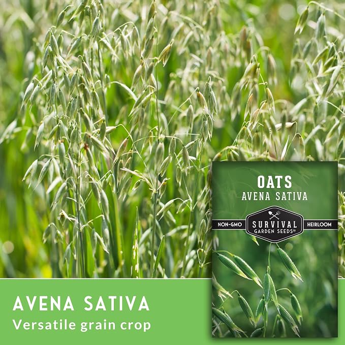 Oat Seeds for Planting – Heirloom Avena Sativa Milky Oats Medicinal Herb & Oatstraw for Tea, Tinctures, and Cover Crops – Heirloom Non-GMO Seeds – Survival Garden Seeds (5 Packs)