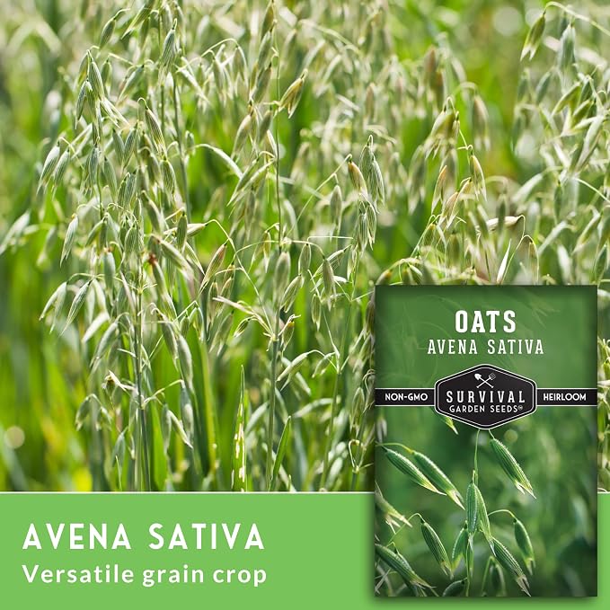 Oat Seeds for Planting – Heirloom Avena Sativa Milky Oats Medicinal Herb & Oatstraw for Tea, Tinctures, and Cover Crops – Heirloom Non-GMO Seeds – Survival Garden Seeds (2 Packs)