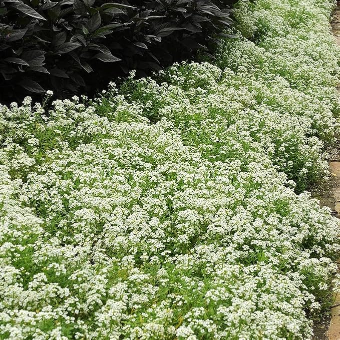 Park Seed Easy DIY Planting Sow Effortless Collection Seed Tape, Sweet Alyssum Snow Crystals, 15 Feet