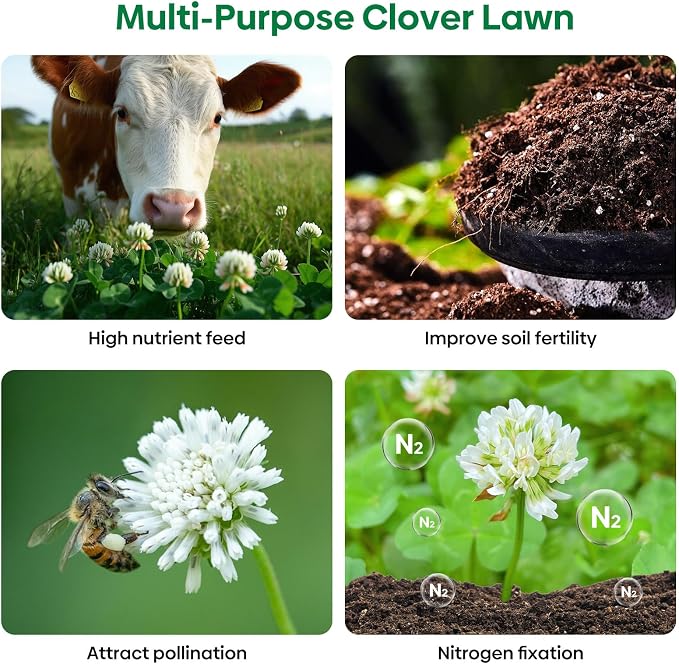 Groundio Perennial White Dutch Clover Seeds for Lawn, 2 LB Ground Cover Clover Trifolium Repens Nitrocoated and Inoculated Seeds, Attracts Pollinators
