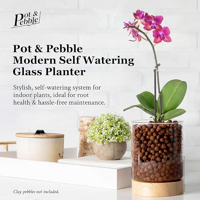 Pot & Pebble C3 Glass Orchid Pot, Wood Base - LECA Semi-Hydroponic Planter