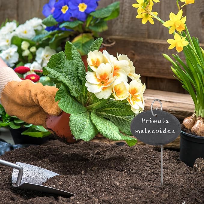 15 Pcs Slate Plant Labels with Chalk Pencils Outdoor Garden Marker Label Signs with Stakes for Plants, Vegetables, Herb, Flowers (Oval)