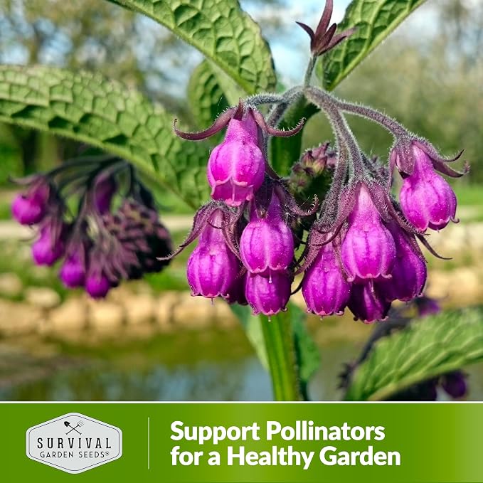 Comfrey Seeds for Planting - Symphytum Officinale Medicinal Perennial Herb for Compost Tea & Natural Skincare - True Slippery Root Non-GMO Heirloom - Survival Garden Seeds (1 Pack)