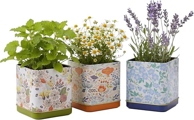 Buzzy Seeds Herbal Tea Garden Grow Kit 3-Pack - Metal Windowsill Planter - Complete Indoor/Outdoor Gardening Kit with Seeds, Coconut Husk Growing Medium & Genuine Pots - 100% Grow Guarantee