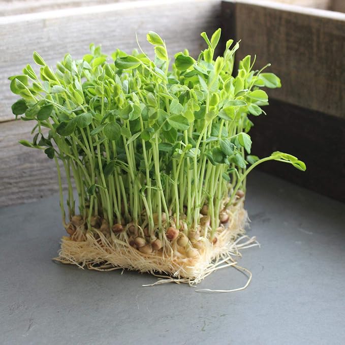 Mountain Valley Seed Co Dun Pea Seeds – 5 LB Bulk Non-GMO, High-Germination | Microgreens, Pea Shoots, Cover Crops, Gardening, Sweet Crisp Sprouts, Protein-Rich Fodder, Green Manure, Soil Enrichment