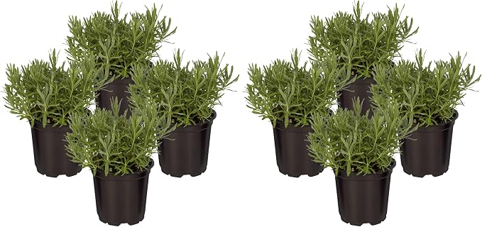 Live Aromatic and Edible Herb - Lavender (4 Per Pack), Natural Sleep Enhancer, 6" Tall by 4" Wide in 1 Pint Pot (Pack of 2)