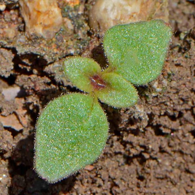 Seed Needs Tetra Snapdragon Seeds to Plant Mixed Cut Flowers 5 Packs