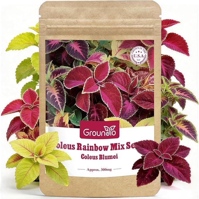 Groundio Coleus Rainbow Mix Seeds for Planting – Coleus Colorful Flower Seeds, Non-GMO Heirloom Seeds for Outdoor & Indoor Garden, Containers, Borders, Patios (Coleus scutellarioides)