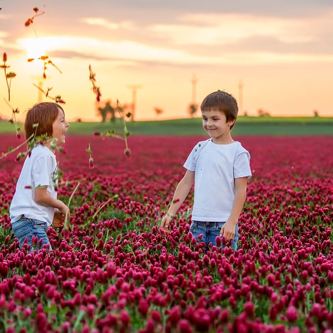 Mountain Valley Seed Co Crimson Clover 5 Lb Bulk (~232,000) for Cover Crops | Pasture, Hay, Wildlife Forage, Pollinator Attraction & Green Manure – Legume for Planting