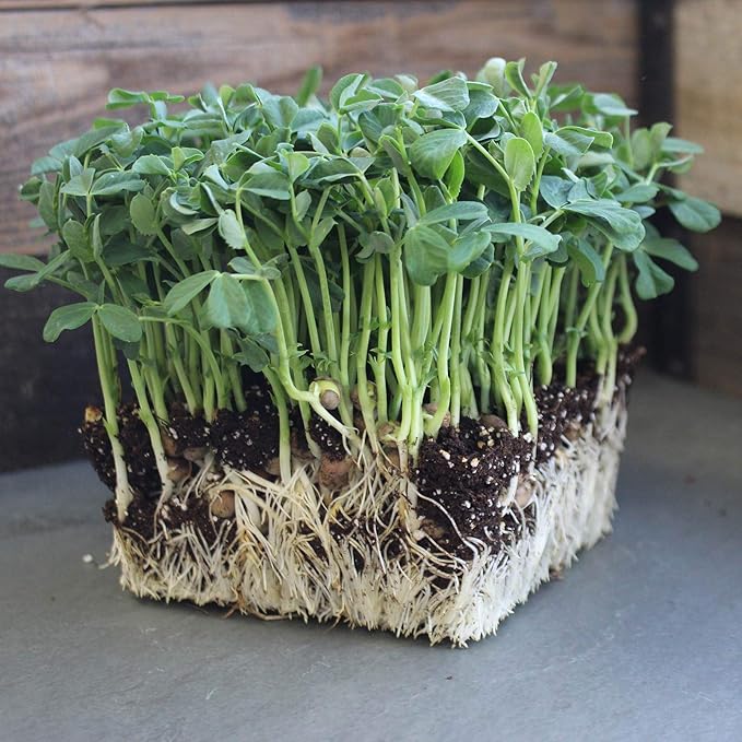 Mountain Valley Seed Co Speckled Pea Sprouting Seeds - 5 Lbs - Certified | Organic Microgreen Seeds Bulk, Non-GMO Green Pea Sprouts Seeds for Microgreens