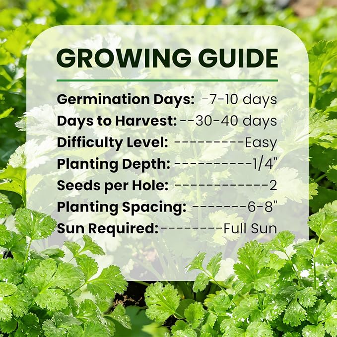 1200+ Cilantro Seeds for Planting Indoor Outdoor - Heirloom Coriander Herbs Seeds Kitchen Cooking Salads Vegetable Garden Easy to Grow