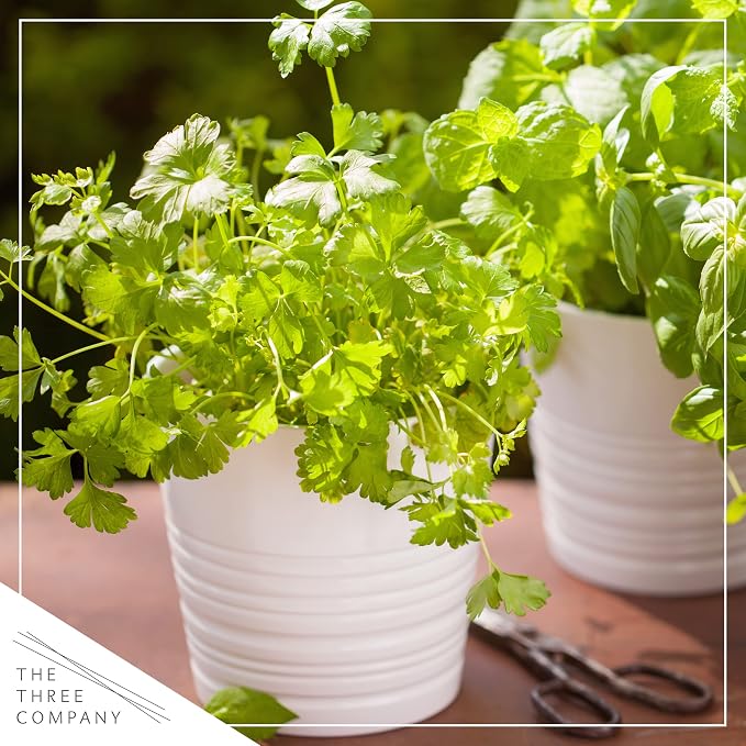 Live Herb - Parsley (4 Per Pack), Aromatic and Health Enhancer, Supports a Healthy Immune System, 8" Tall by 4" Wide