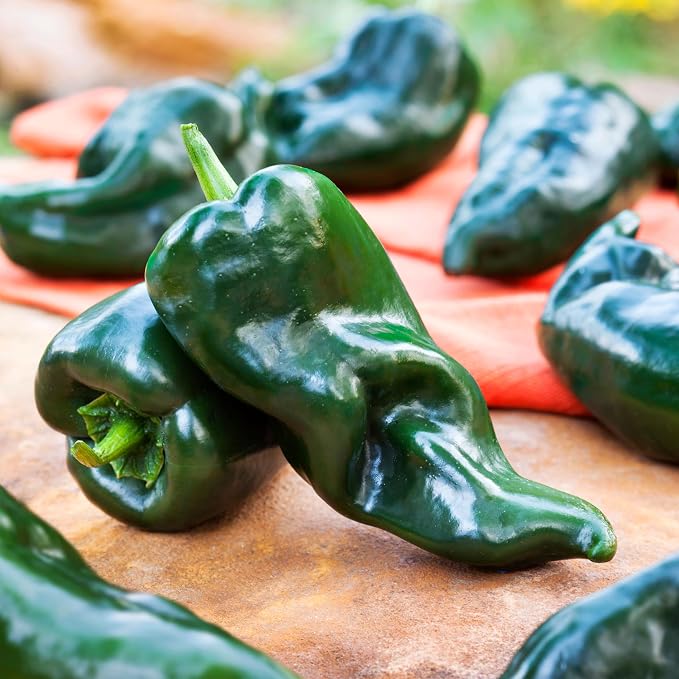 Bonnie Plants Poblano Pepper, Live Plant, 1 Gal., 2-Pack