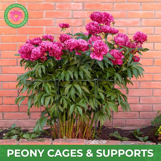 LEOBRO Plant Support Plant Stakes, 6pcs Peony Cages and Supports, Metal Garden Stakes Plant Supports, Plant Support Stakes, for Peony, Tomato, Hydrangea, Indoor Outdoor Plants, 10" W x 24" H