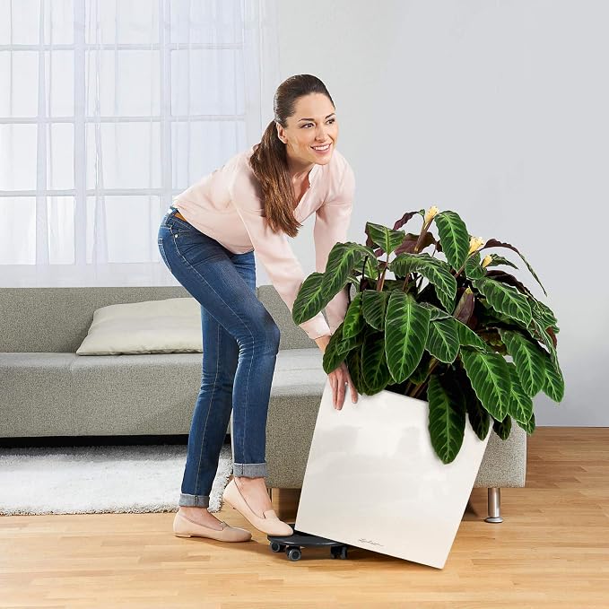 Lechuza Cube 50 Premium Black High Gloss, Self-Watering Square Planter, H19.3 L19.3 W19.3 in