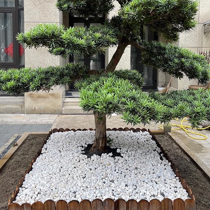 FANTIAN 5 lbs White Pebbles for Indoor Plants, 0.5-1 Inch Pea Gravel Stones for Planters, Decorative River Rocks for Succulent, Cactus, Vases, Aquariums, Crafting and Garden Landscaping