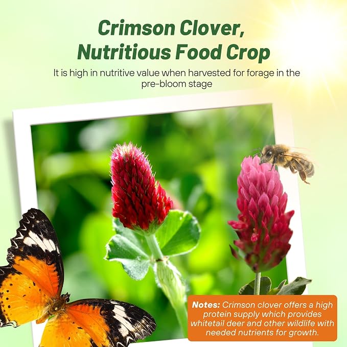 Outsidepride Crimson Clover Seeds - 5 lbs. Annual, Nitrocoated, & Inoculated Ground Cover Seeds, Ideal for Lawn, Cover Crop, Pasture, Hay, Green Manure & Wildlife Forage