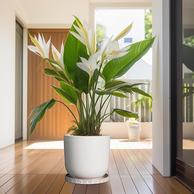 Eightpot Plant Saucer for Indoors - Ceramic Plant Saucer for Outdoors 11.4 Inch Plant Water Catcher Tray Plant Pot Saucer Plant Drip Tray Drainage Large Plant Plates to Catch Water, Cream White