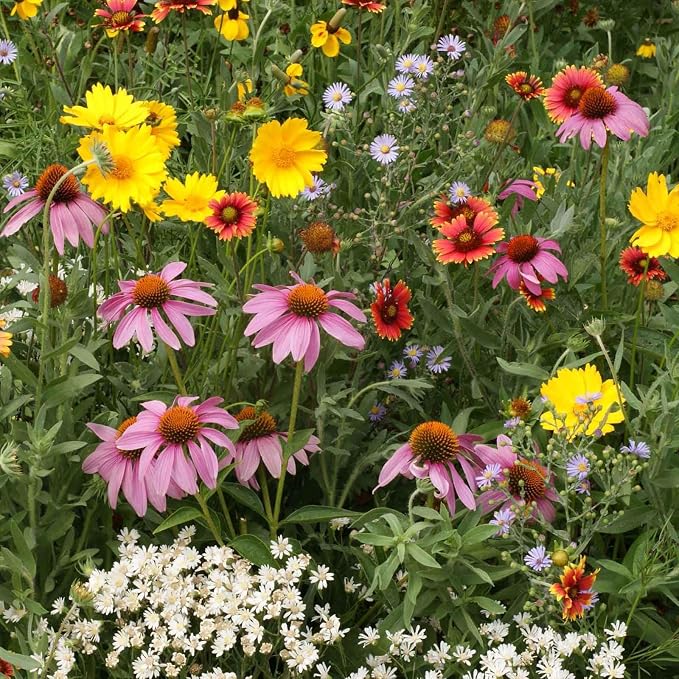 Eden Brothers Native Perennial Wildflower Seed Mix, 1oz, 19 Species Wild Flower Seed, 100% Pure Seed No Fillers, Bulk Perennial Flower Seeds for Planting Outdoors, Attracts Pollinators & Hummingbirds