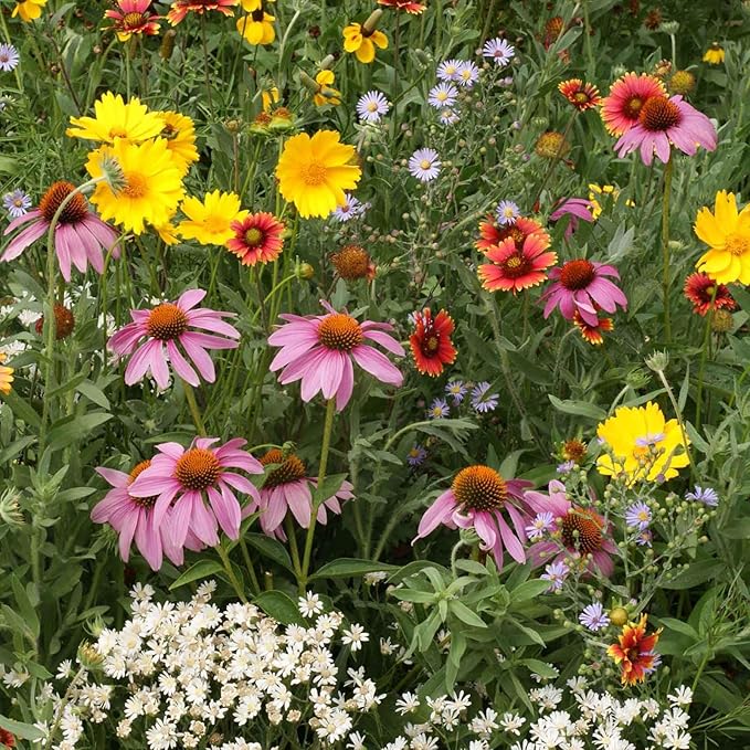 Eden Brothers Native Perennial Wildflower Seed Mix, 1/4lb, 19 Species Wild Flower Seed, 100% Pure Seed No Fillers,Bulk Perennial Flower Seeds for Planting Outdoors,Attracts Pollinators & Hummingbirds