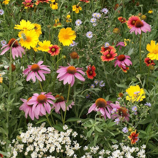Eden Brothers Native Perennial Wildflower Seed Mix, 1/4lb, 19 Species Wild Flower Seed, 100% Pure Seed No Fillers,Bulk Perennial Flower Seeds for Planting Outdoors,Attracts Pollinators & Hummingbirds