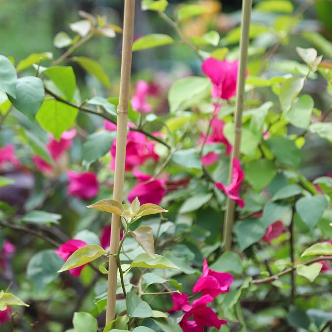 Natural Bamboo Plant Stake, （4FT 30Pcs） Sturdy Bamboo Poles, Durable Plant Bamboo Stake, Garden Climbing Plant Bracket.