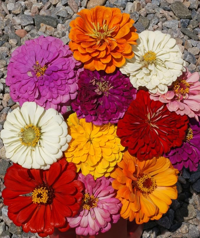 Zinnia California Giant Mix Nice Garden Flower By Seed Kingdom Bulk 5,000 Seeds