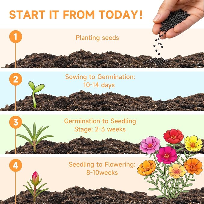 Groundio 23500+ Mixed Moss Rose Seeds, Ground Cover Flower Seeds, Heat & Drought Tolerant Heirloom Flower Seeds for Home Yard Container Gardening(Portulaca Grandiflora)
