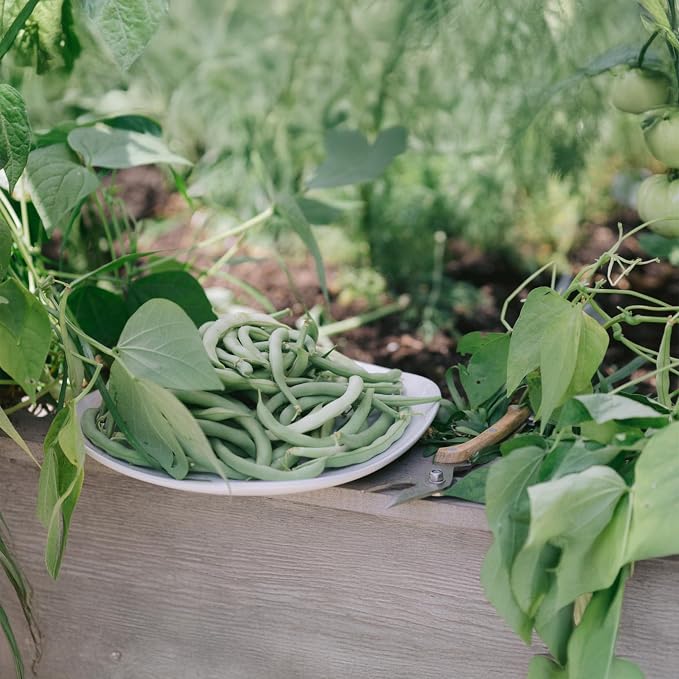 Park Seed Cabot Bush Bean Seeds – 5.5-Inch Uniform Pods, Easy-to-Harvest Stoop-Free Variety, Full-Bodied Flavor, Ideal for Canning, Fast Maturing and Space Efficient Spring Vegetable – Pack of 240