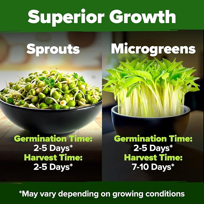 HOME GROWN Mung Beans Seeds Pack 1.5 lb Over 15,000 Sprouting Seeds Grow Fresh Bean Sprouts or Microgreens for Quick, Easy, Nutrient-Packed Food for Your Daily Meals (Vigna Radiata)