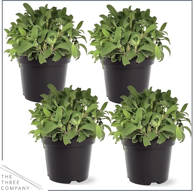 Live Herb - Sage (4 Per Pack), Aromatic and Health Enhancer, Supports Memory and Brain Health, 8" Tall by 4" Wide in 1 Pint Pot