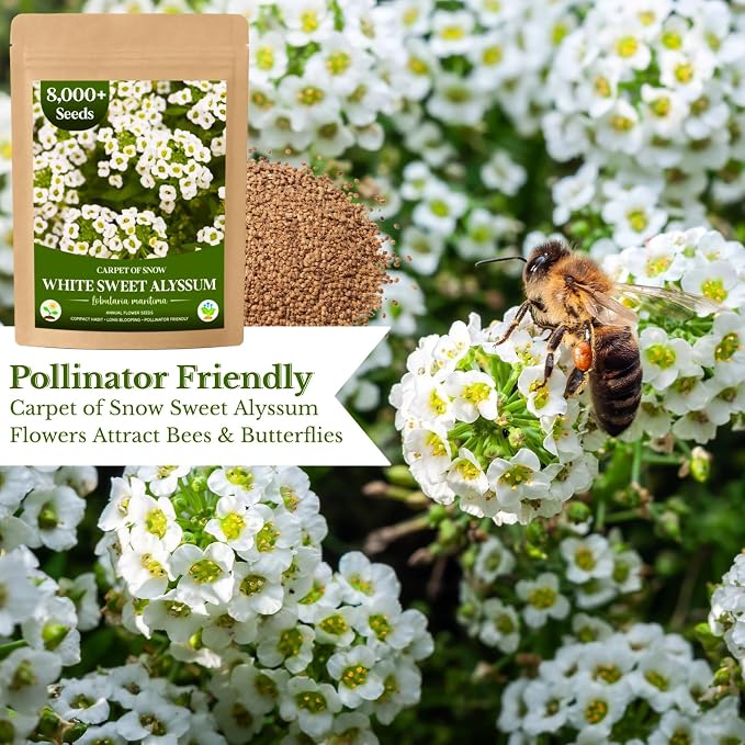 8000+ White Sweet Alyssum Seeds for Planting - Carpet of Snow Flower Seeds, Fragrant Annual Ground Cover, Lobularia Maritima for Garden Borders, Containers, Rock Gardens & Pollinator Habitats