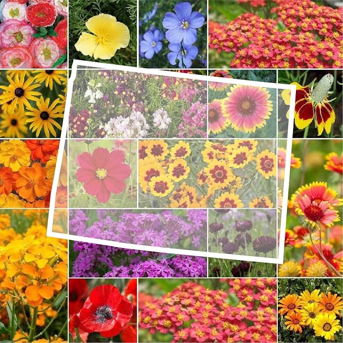 Eden Brothers Wyoming Wildflower Mixed Seeds for Planting, 1 oz, 30,000+ Seeds with Cornflower, Yarrow | Attracts Pollinators, Plant in Spring or Fall, Zones