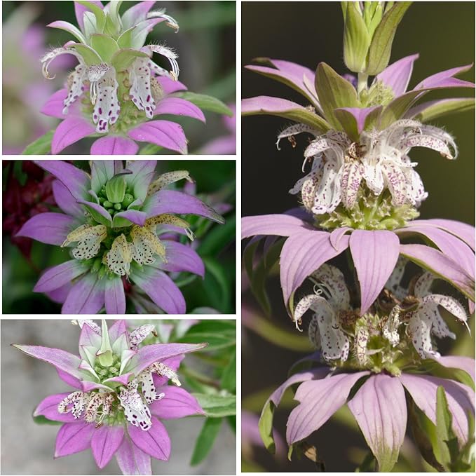 Seed Needs Spotted Bee Balm Seeds to Plant Horsemint Flowers/Herbs 1 Pack