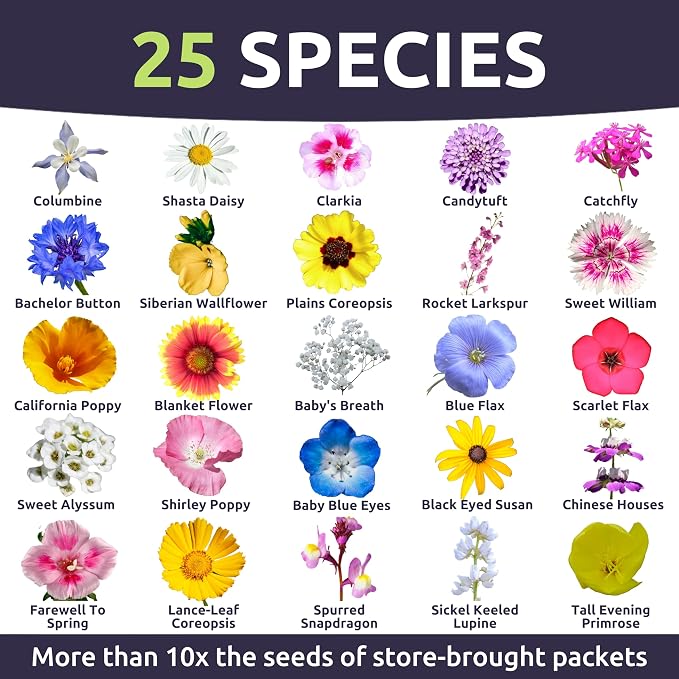 Pacific Northwest Regional Mix - Large 1 Ounce Packet - 24,000 Flower Seeds for Planting - Wildflower Mix