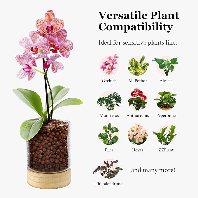 Pot & Pebble C3 Glass Orchid Pot, Wood Base - LECA Semi-Hydroponic Planter