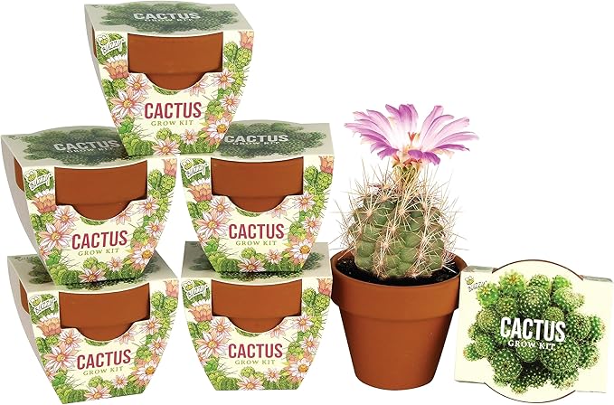 Buzzy Seeds Cactus Daydream Collection Grow Kit 6-Pack - Mini Terracotta Pot Grow Set - Complete Indoor Gardening Kit with Seeds, Coconut Husk Growing Medium & Genuine Pots - 100% Grow Guarantee