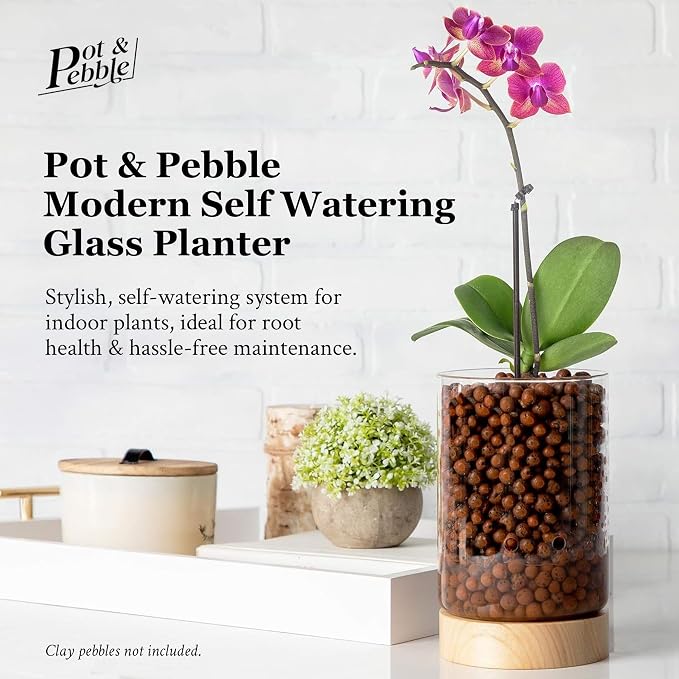 Pot & Pebble C1 Large Glass Orchid Pot, Wood Base - LECA Semi-Hydro Planter