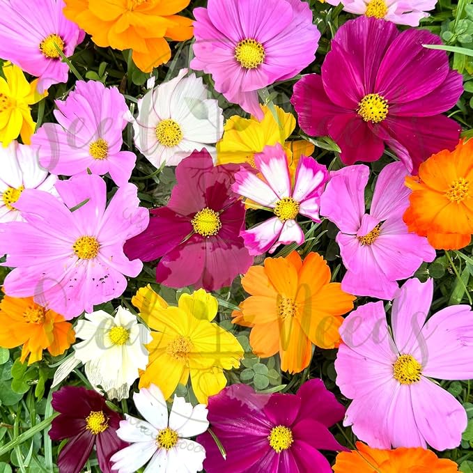 Seed Needs Cosmos Seeds Original Crazy Mix 1.5 Ounce Heirloom Bulk Pack
