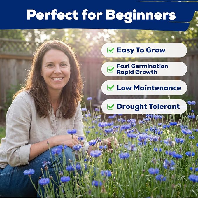 6000+ Cornflower Seeds Perennial for Planting – Blue Bachelor Button Seeds, Pollinator Friendly Flower Seeds for Outdoor Garden, Attract Bees & Butterflies
