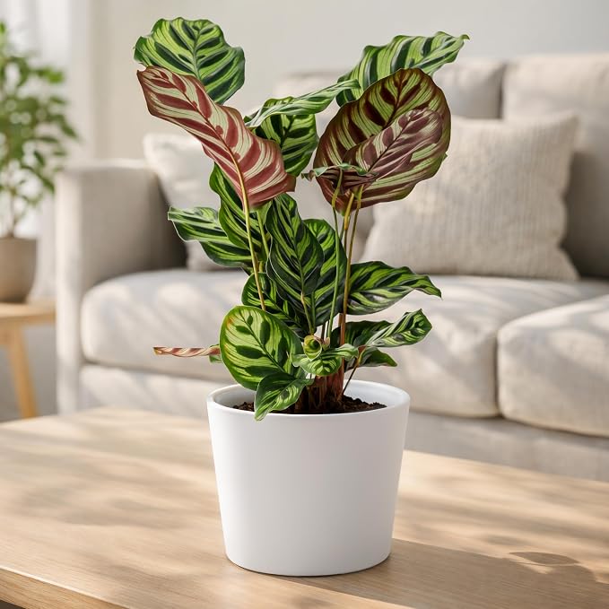 Phoenix Vine 6.6 Inch White Plastic Cachepot with Clear Nursery Pot, Decorative Lightweight Planter Cover with Transparent Inner Pot for Indoor Houseplants, Pack of 2, 24-C-D-2
