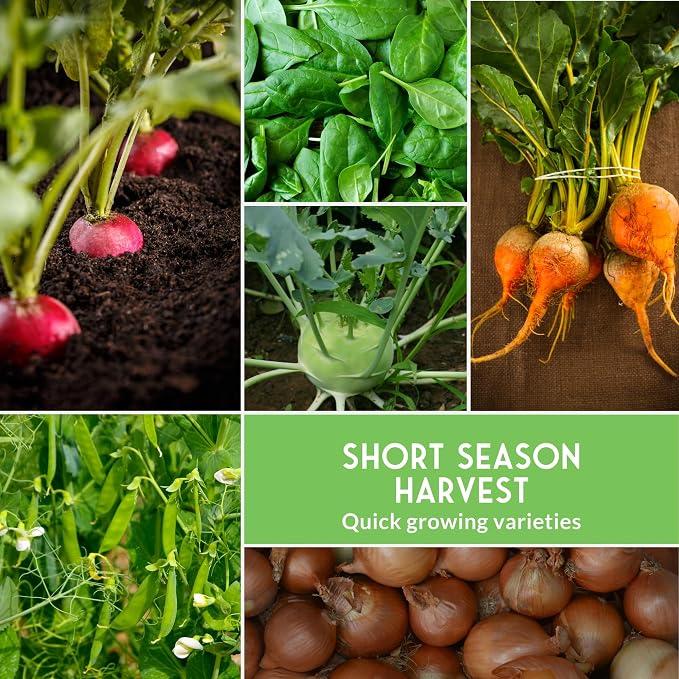 Northern Vegetable Seeds Collection – 15 Cold Hardy Heirloom Varieties for Planting in Cool Climates with Short Growing Seasons – Frost Tolerant Spring & Fall Garden – Survival Garden Seeds