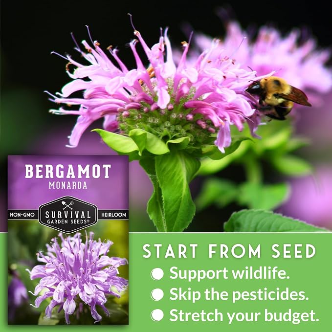 Bee Balm Seeds for Planting - Wild Bergamot Survival Garden Seeds (5 Packs) | Monarda Fistulosa - Perennial Native Wildflower & Medicinal Herb for Pollinator Gardens, Fragrant Flowers