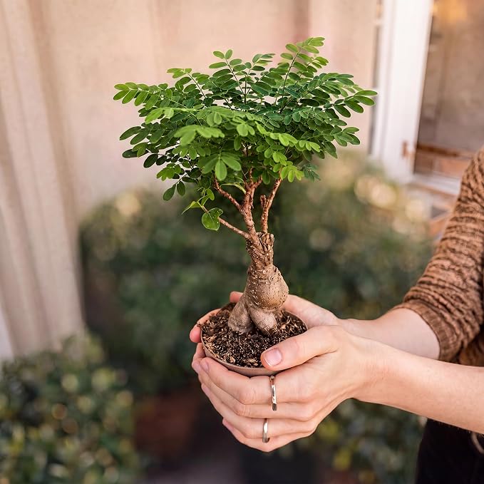 Avergo Bonsai Starter Kit – Growing Jacaranda Bonzai Tree | Complete Indoor Tree Kit for Growing Plants with Tools & Planter – Gardening Gifts for Mother, Women & Men