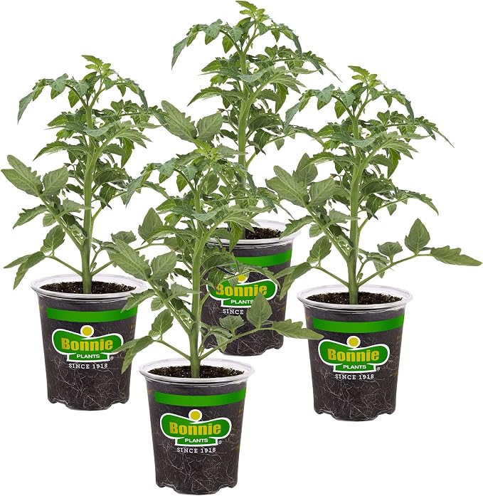 Bonnie Plants Better Boy Tomato: 4 Pack Live Vegetable Plants, Disease Resistant, Large 16 oz Fruit Size, Non-GMO, Red