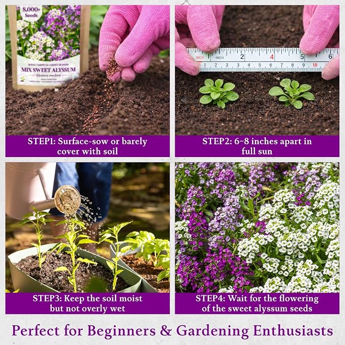 8000+ Purple & White Sweet Alyssum Seeds for Planting - Mixed Alyssum Flower Seeds, Fragrant Ground Cover for Outdoor Gardens, Borders, Containers & Rock Gardens, Attracts Bees & Butterflies